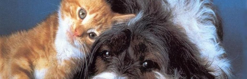 Nuova ordinanza caldo, tutela non solo per i cavalli, obblighi e divieti per proprietari di cani, gatti e animali da compagnia