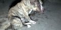 il pit bull 'aggressore'