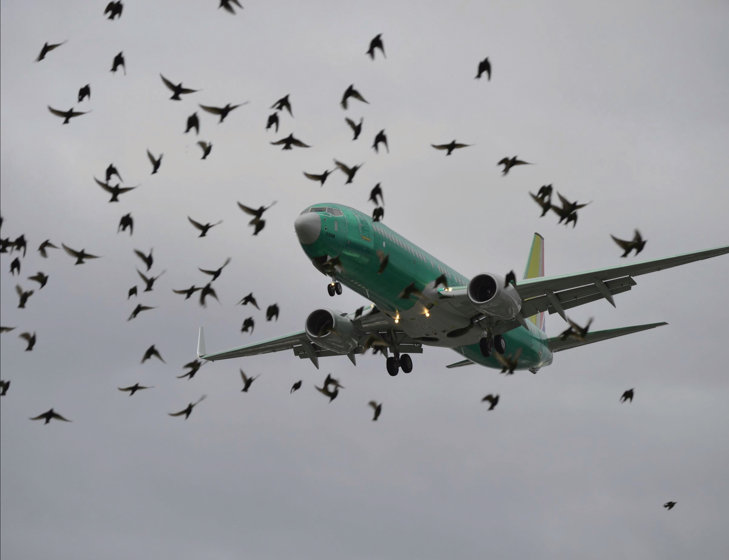 Uccelli contro un aereo a Milano, bloccato per verifiche a Palermo ...