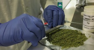 Ampliare l’uso della cannabis terapeutica, il Consiglio comunale di Palermo approva un ordine del giorno