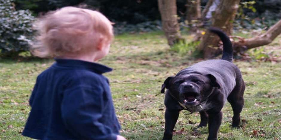 Bambino di sei anni azzannato da un cane randagio al volto e alla testa ...