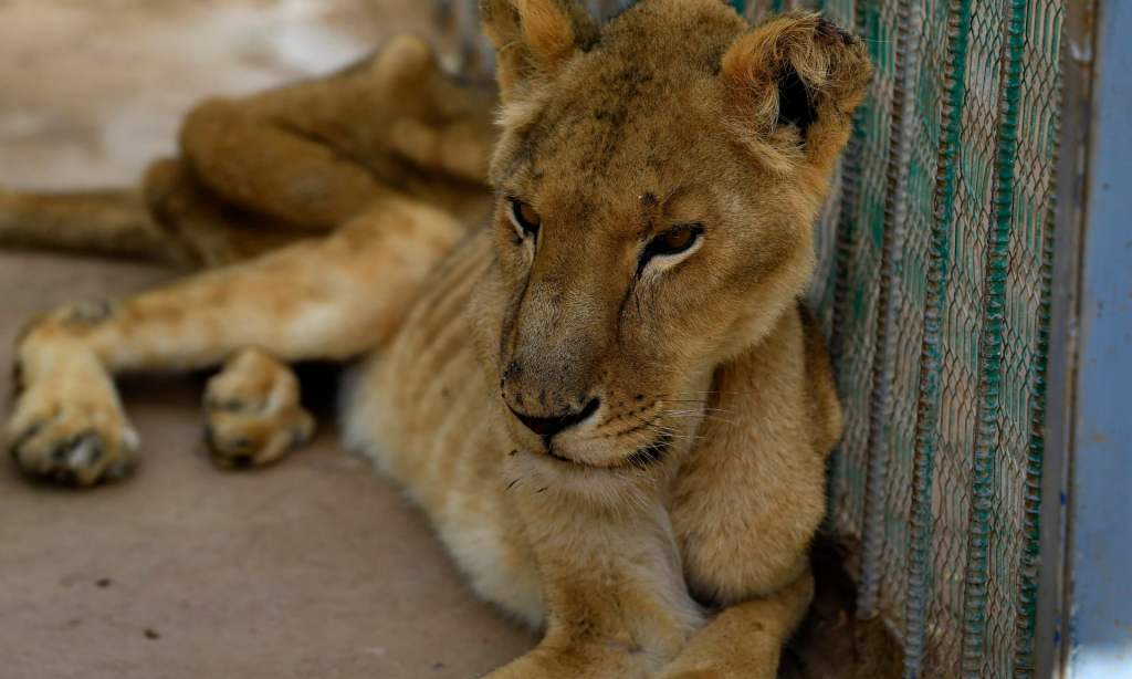 leone malnutrito in Sudan