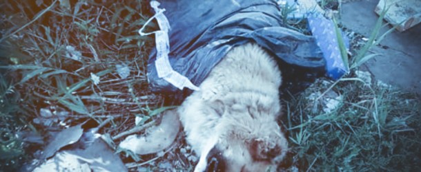 Tivoli – Cane accoltellato e dato alle fiamme da un uomo