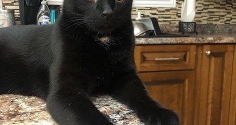 Gatto nero salva i padroni e diventa un eroe