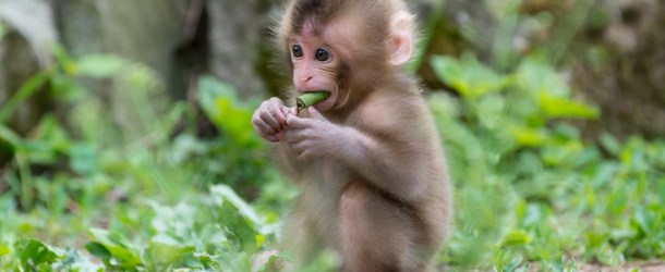 India – Scimmie cercano cibo, ma trovano il Coronavirus