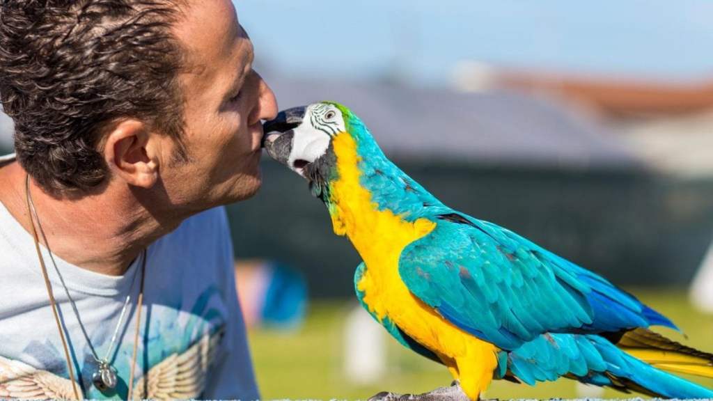 Enzo Salvi pappagallo