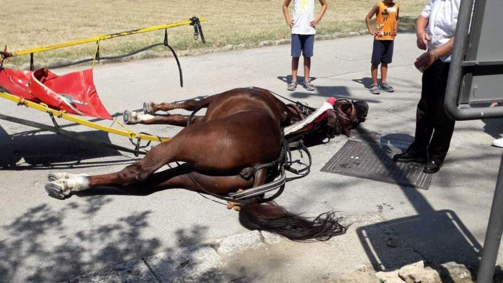 cavallo reggia morto