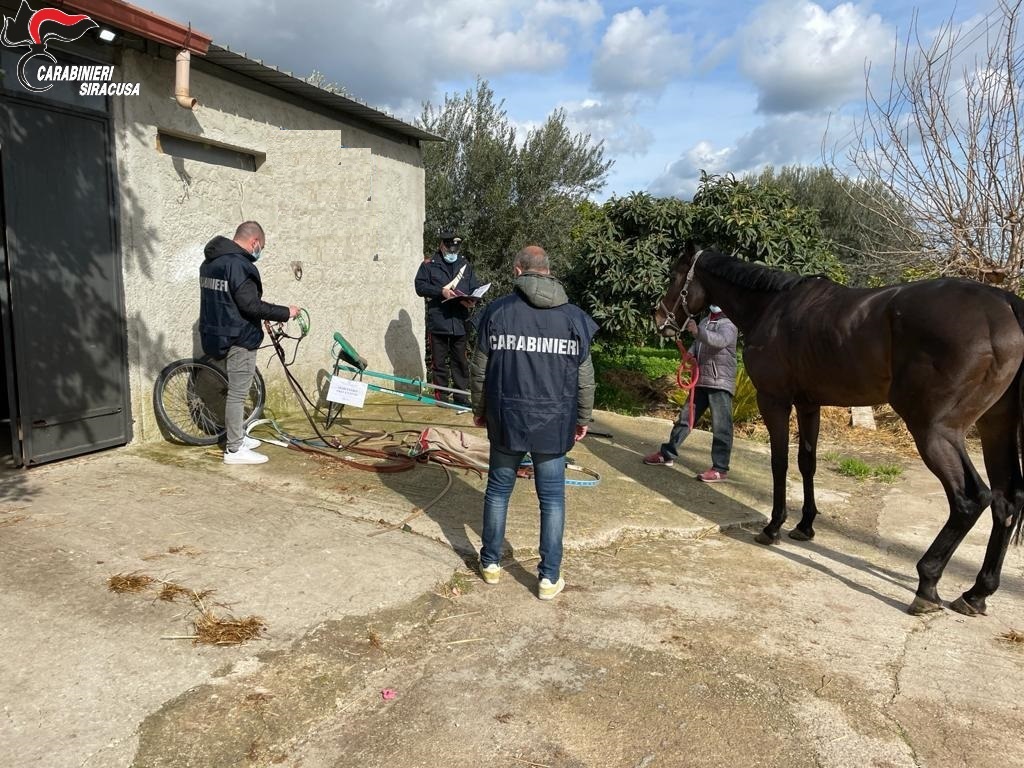 Inchiesta internazionale sul doping per cavalli