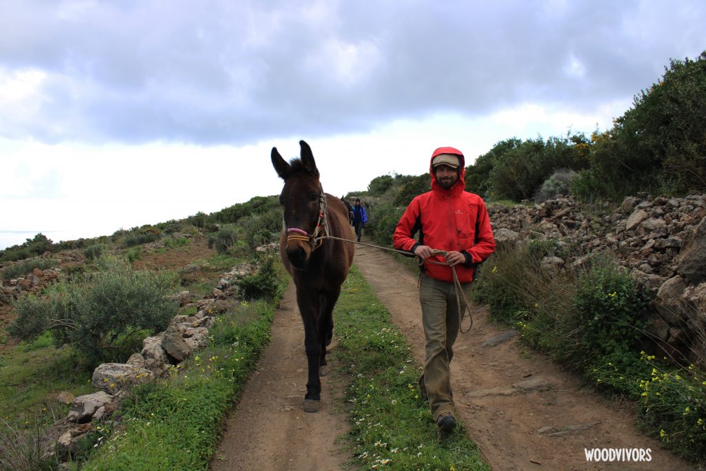 woodvivors lanzino mulo pantelleria