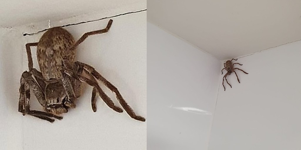 ragno cacciatore australia