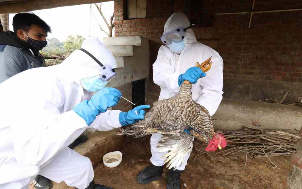 influenza aviaria H10N3