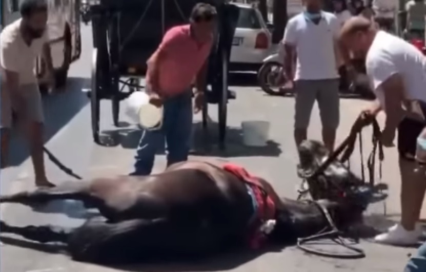 cavallo morto sindaco vetturini