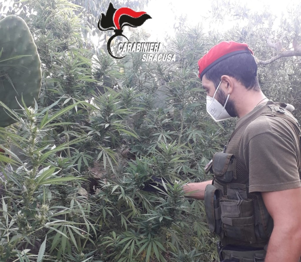 droga piantagione carlentini carabinieri