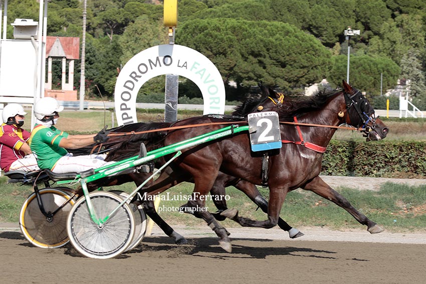 Trotto all’Ippodromo della Favorita, Zonk di Girifalco vince il centrale BlogSicilia Ultime