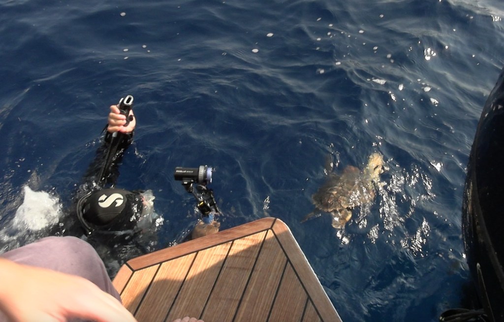 tartaruga caretta mare izs