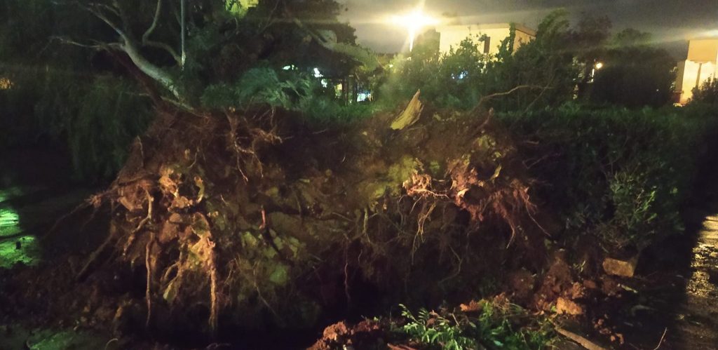 Albero caduto Villaggio Ruffini