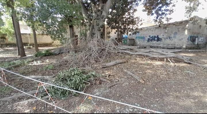 Villa Trabia, Palermo, emergenza potature