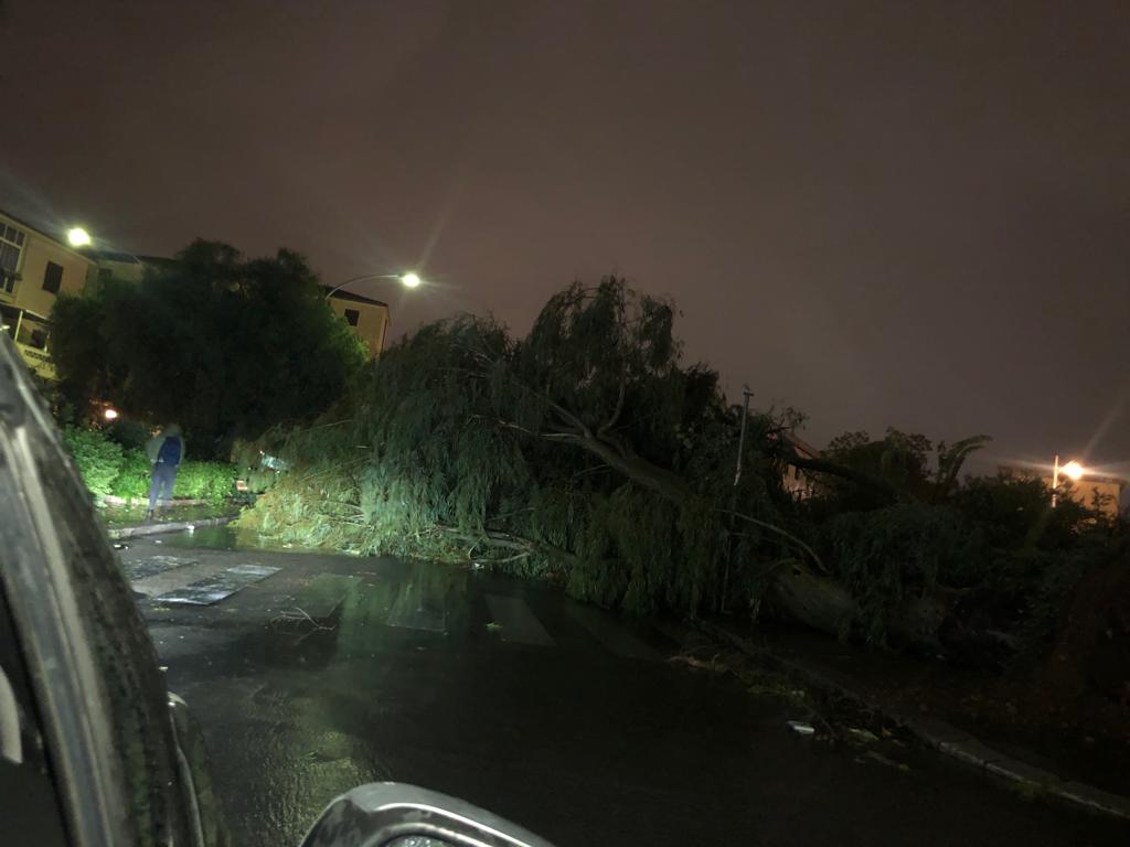 alberi caduti al Villaggio Ruffini, Palermo