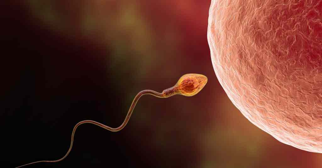 Espermatozoides esperando al óvulo