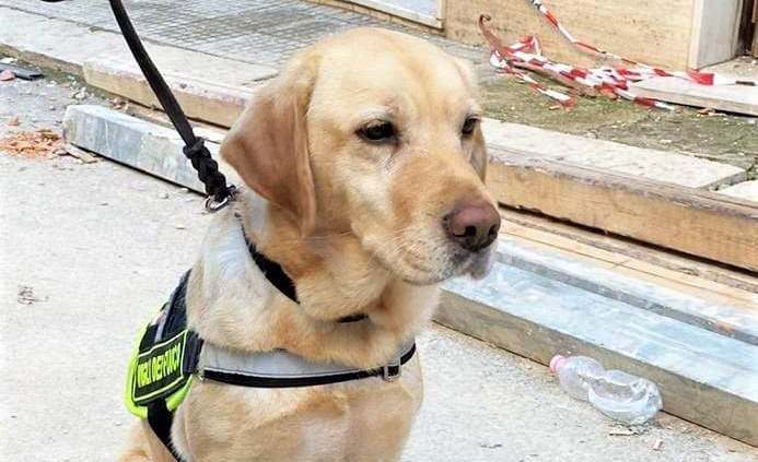 Tragedia di Ravanusa, il cane dei vigili del fuoco Luna che ha partecipato alla ricerca dei dispersi