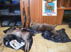 Uccisero due daini, denunciati tre bracconieri nel Ragusano