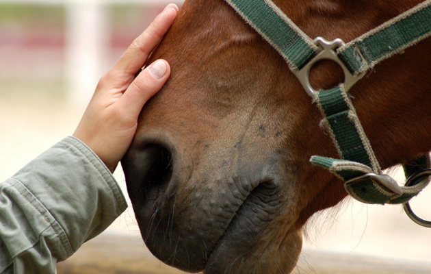 Ippoterapia per le persone con autismo, protocollo a Palermo