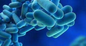 Legionella, 53 casi a Palermo dall’inizio dell’anno, “nessun legame tra i ricoveri e la chiusura delle scuole”