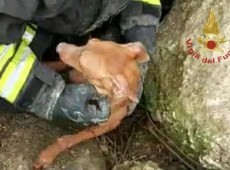 Rocco rimane incastrato tra i massi, cane salvato dai vigili del fuoco