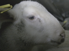 Trasporto animali vivi, scontro al Parlamento europeo sulla legge, la delusione degli animalisti