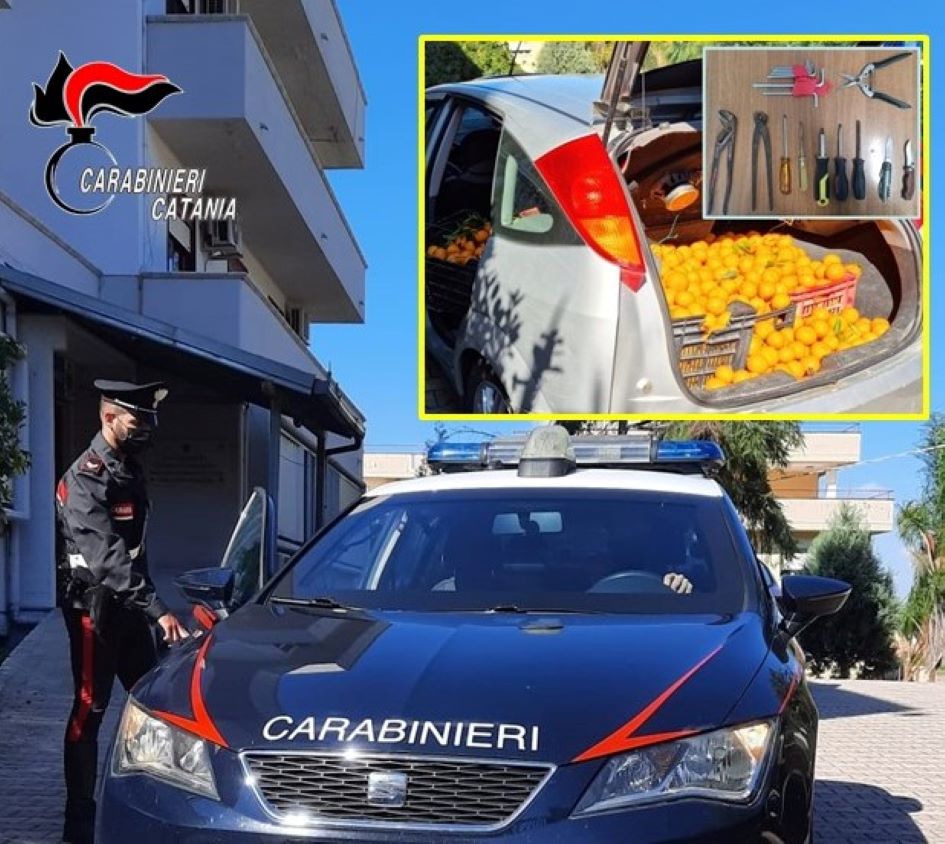 Riba 150 chili di mandarini, scoperto dai carabinieri