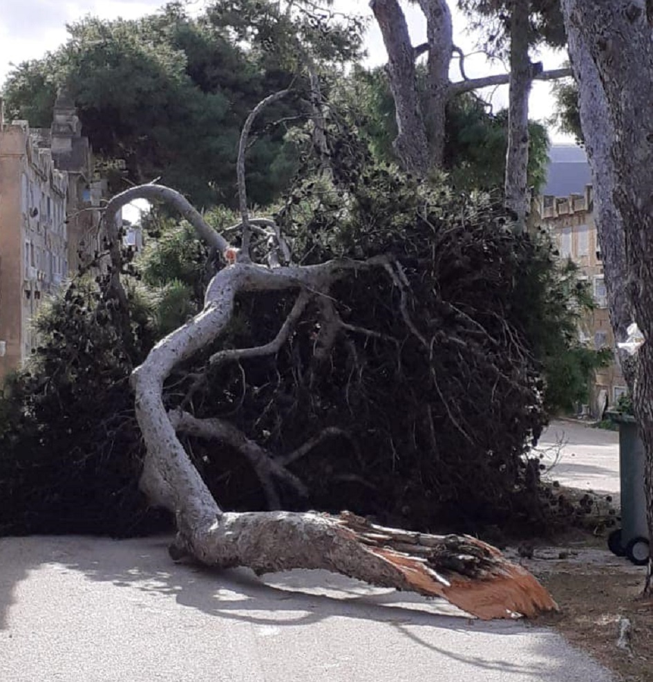 Albero crollato al cimitero di Trapani