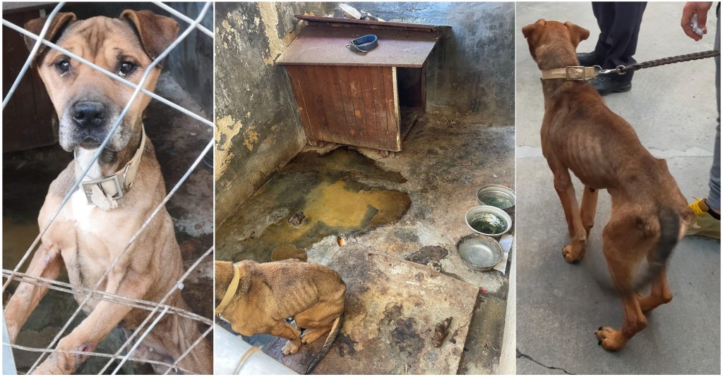 cane scheletrico maltrattato a Modica