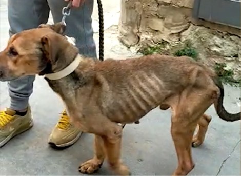 cane scheletrico maltrattato a Modica