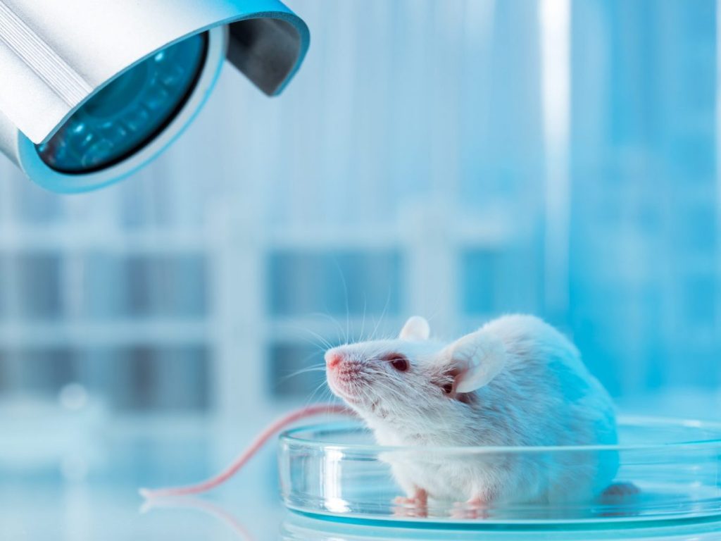 Nel Milleproroghe approvata la sperimentazione sugli animali sino al 2025