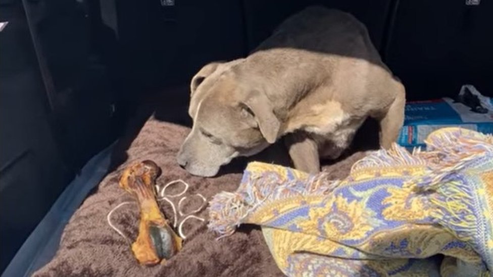 Zoey, il cane ritrovato a 12 anni dalla scomparsa.