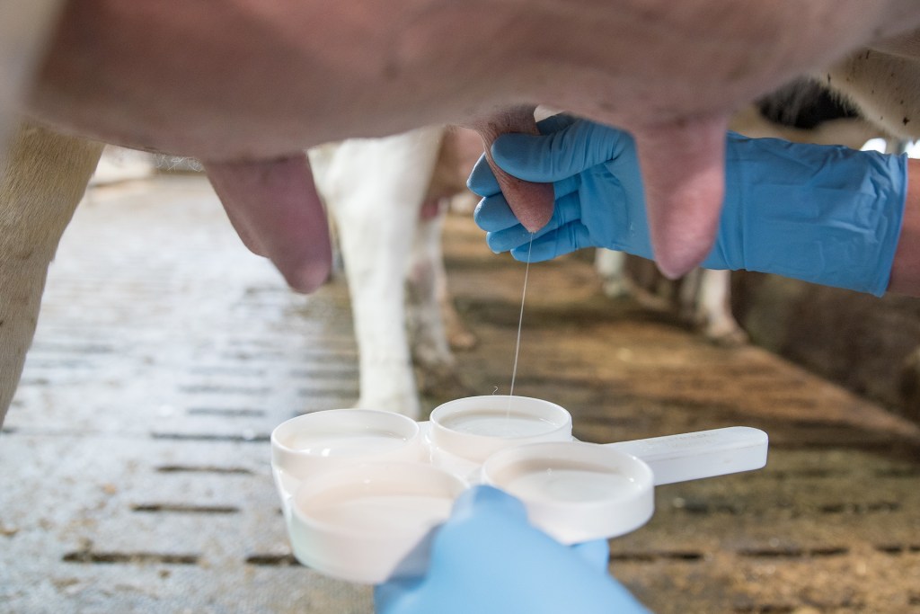 Produzione del latte alterata nel Ragusano dopo indagine dei Nas