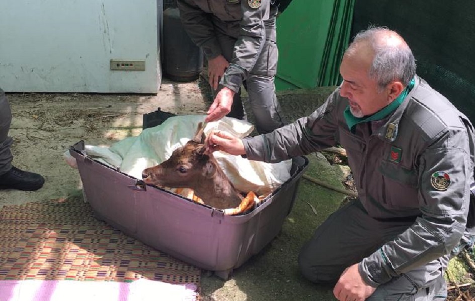 Salvato un daino dalla forestale