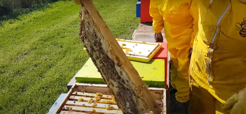 Sostegno ad apicoltori