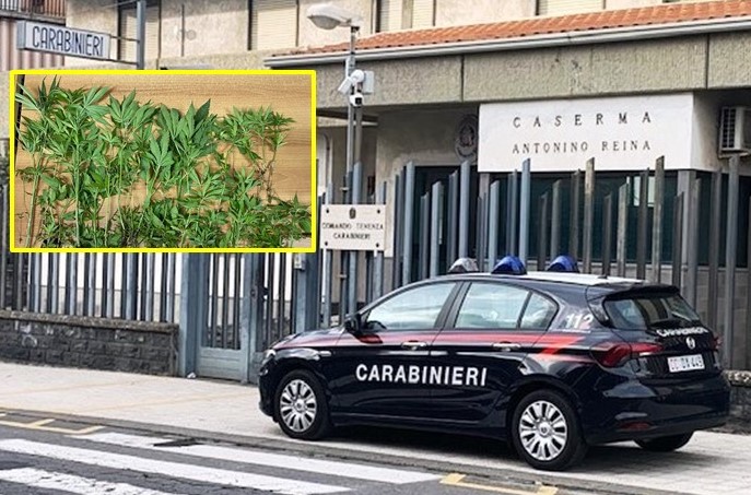 I carabinieri di Mascalucia hanno arrestato un uomo che coltivava cannabis tra gli ortaggi