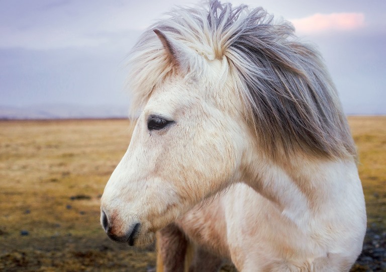 Pony seviziato ad Acate, la preoccupazione degli animalisti