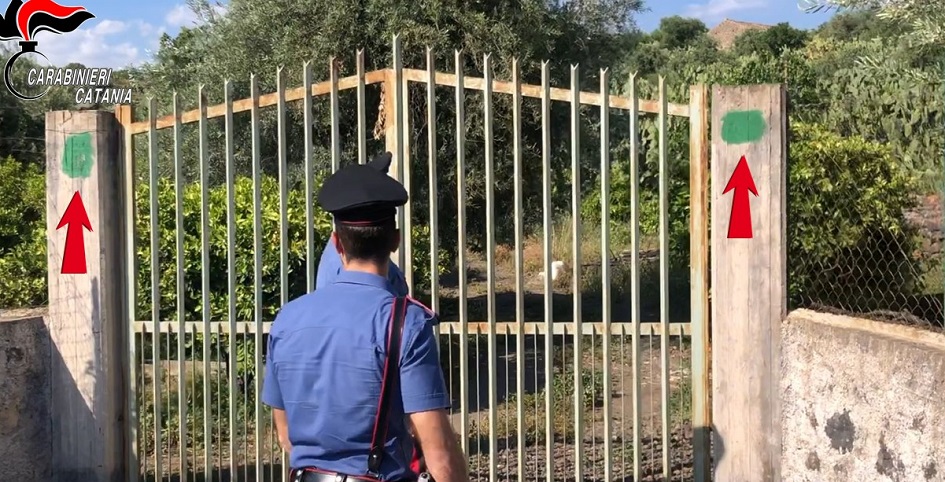 Denunciati guardiani abusivi con reddito cittadinanza e pensione invalidità