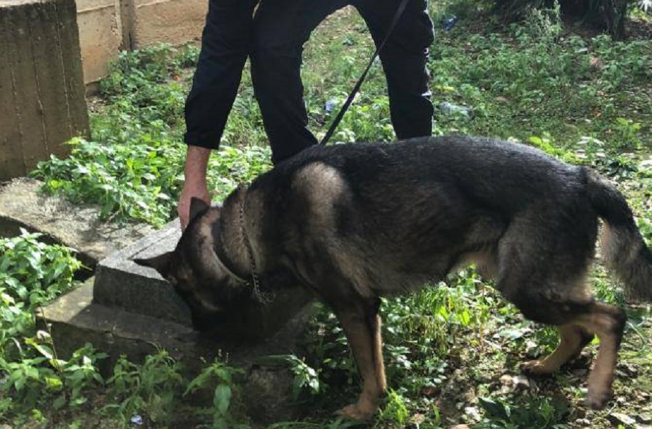 Arrestato pusher dai cinofili