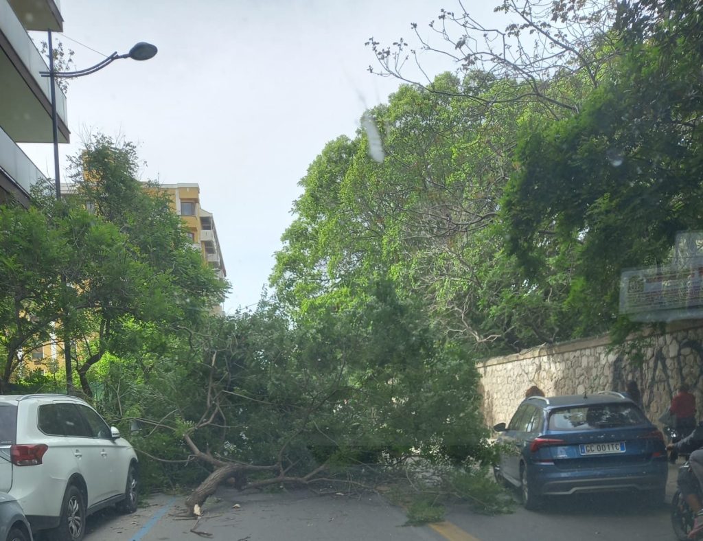 Albero spezzato in via Carlo Alberto dalla Chiesa, Palermo
