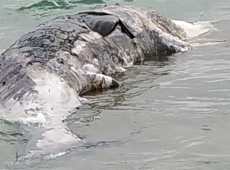 Balenottera morta spiaggiata a Scoglitti, era in gravidanza
