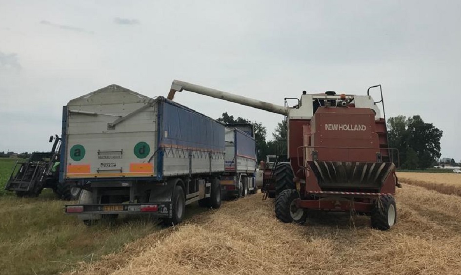 Scoperto anche in Sicilia il grano contraffatto