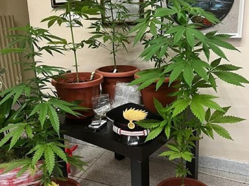Piante di cannabis scoperte in balcone