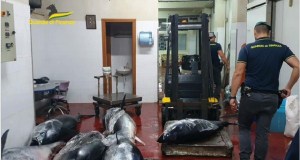 Sequestrate 4 tonnellate e mezzo di tonno destinati ad una pescheria (VIDEO)