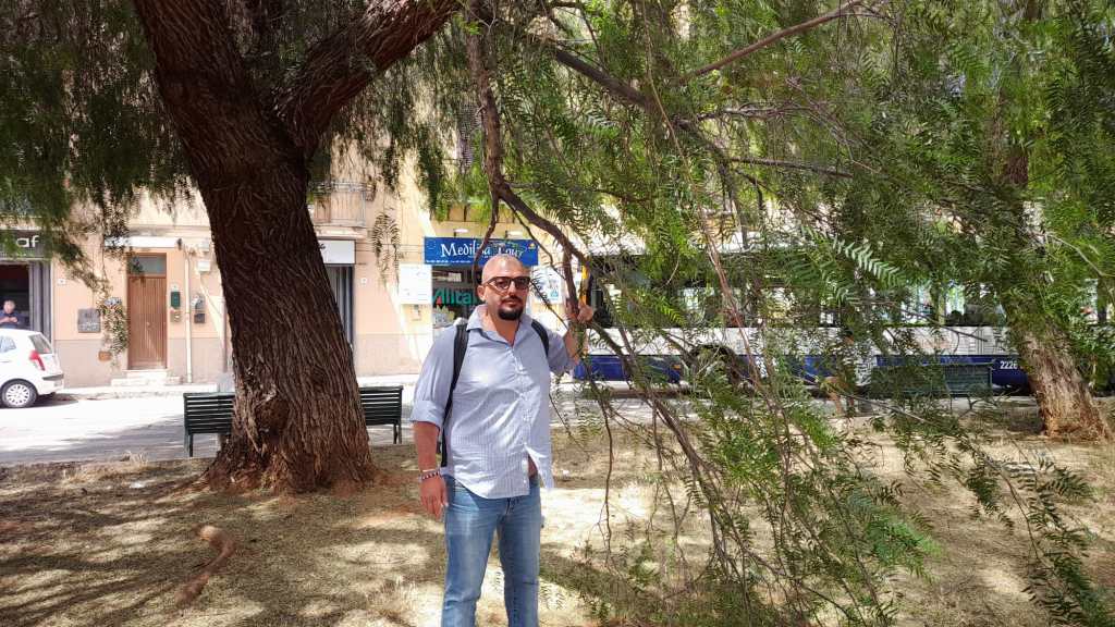 Alberi non potati, via Franz Liszt, Palermo