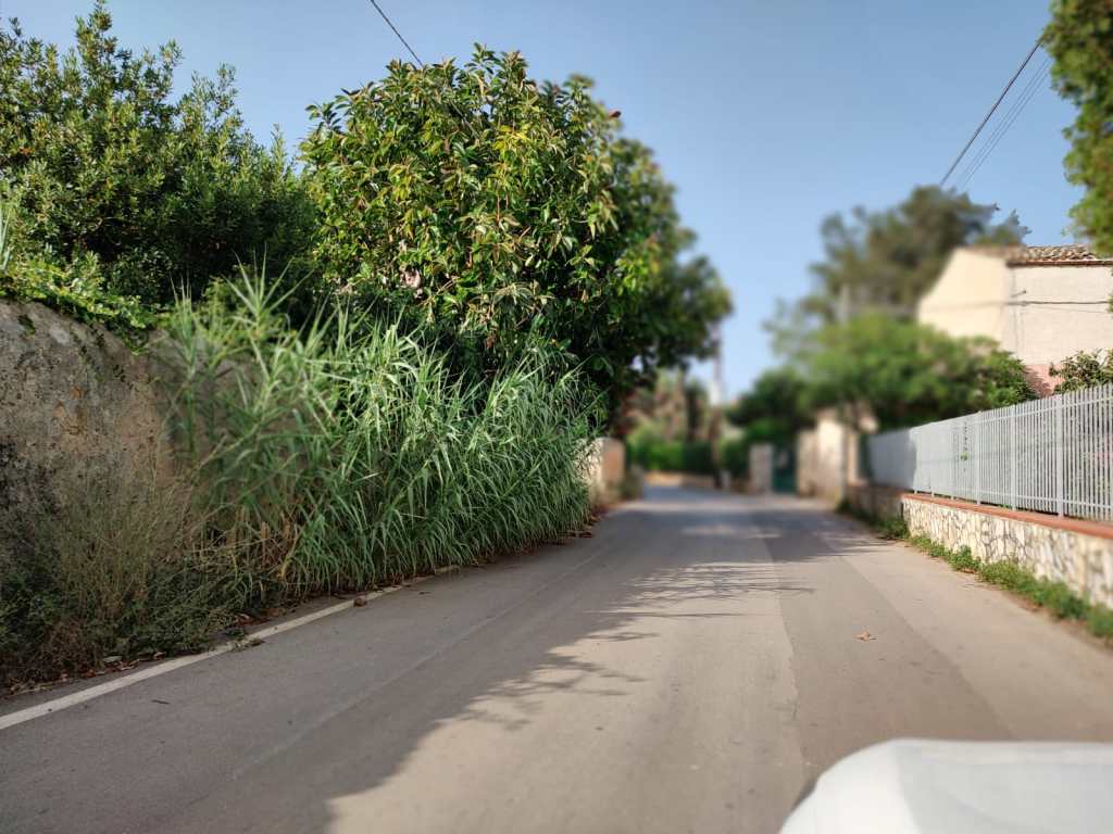 Mancati diserbi a Mondello