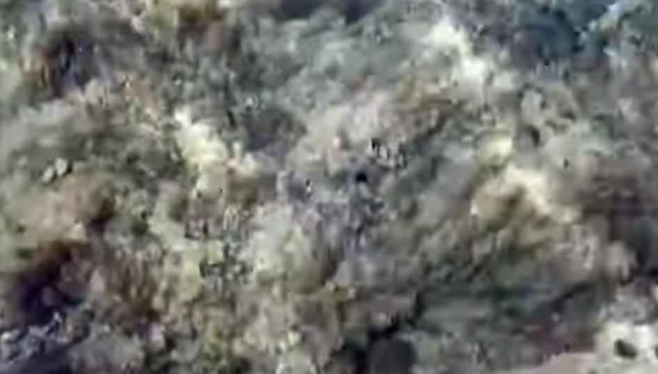 Attesa per i nuovi prelievi sull'alga tossica